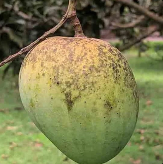 বাংলাদেশের সেরা ফ্রেশ আম অনলাইন | রাজশাহী আম হোম ডেলিভারি – Radanan — product photo 6 — shop Bangladesh | RADANAN